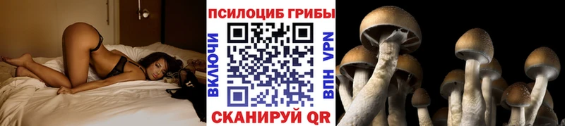 Купить где  Нестеров  Псилоцибиновые грибы мицелий 